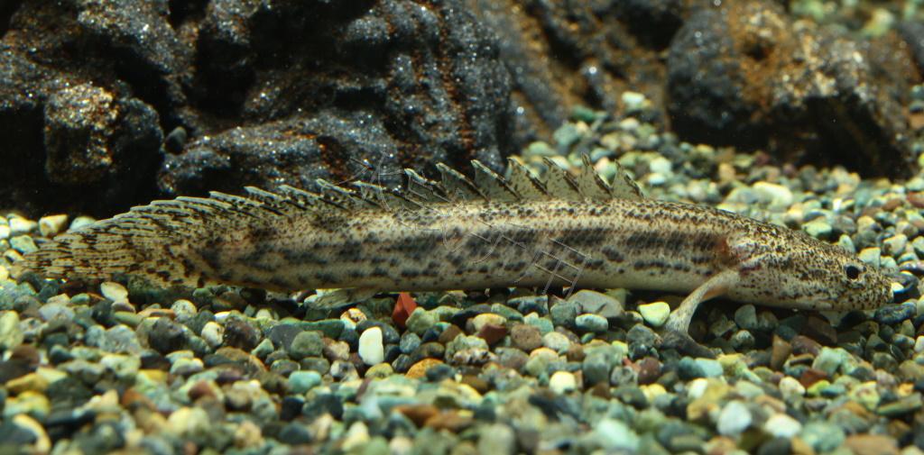 Polypterus ansorgii 