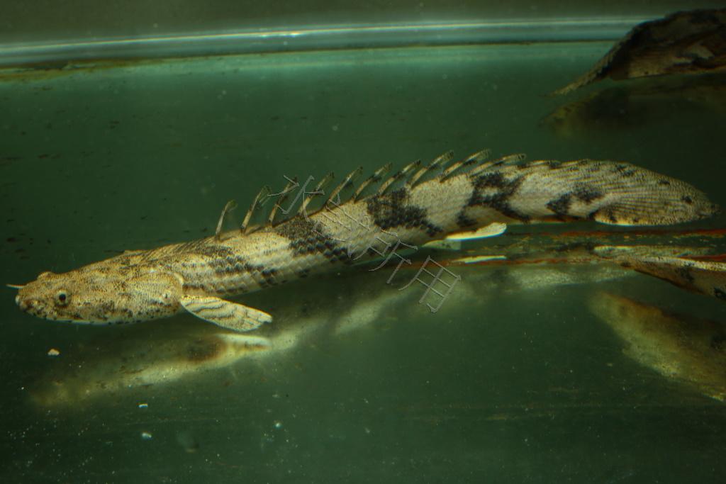 Polypterus endlicherii endlicherii    