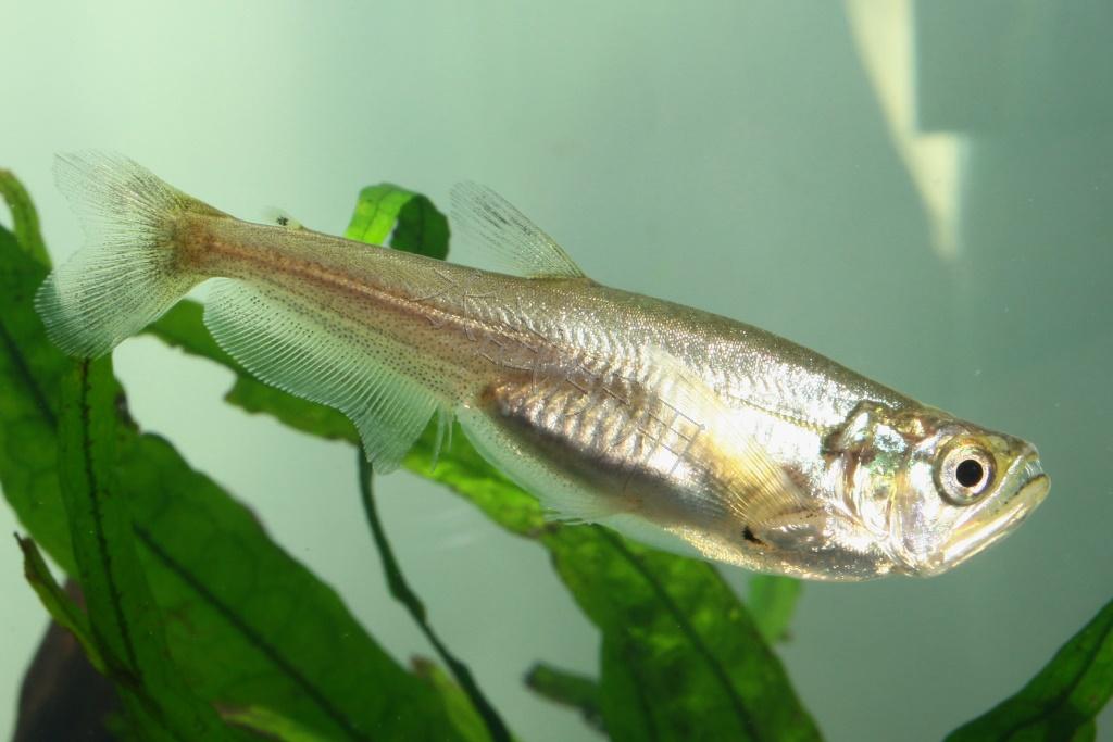 Hydrolycus scomberoides 