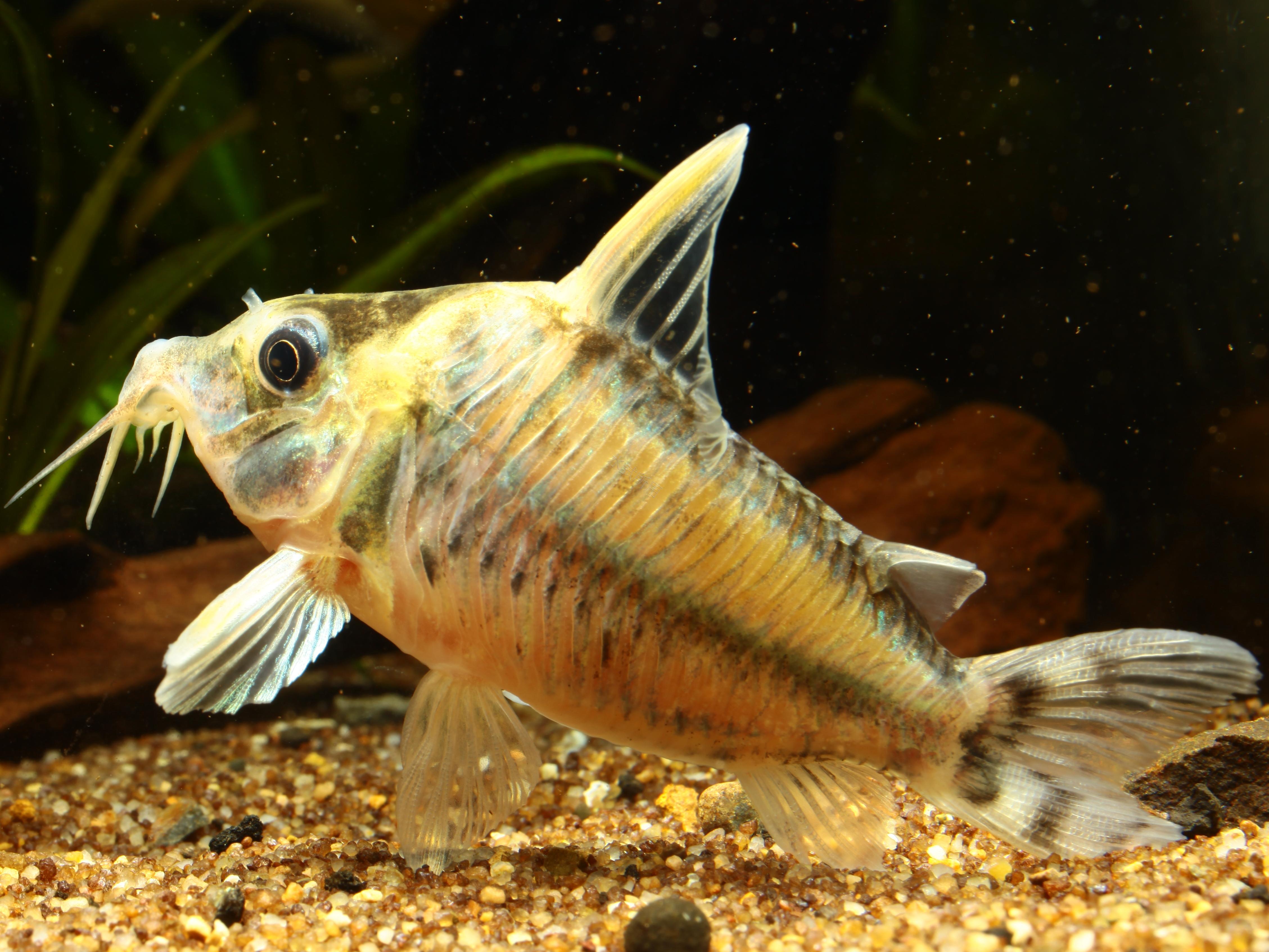 Corydoras pulcher 