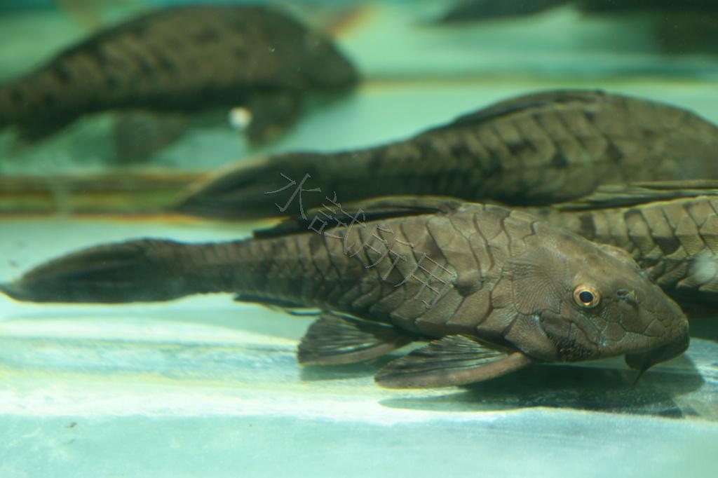 Pseudorinelepis genibarbis    