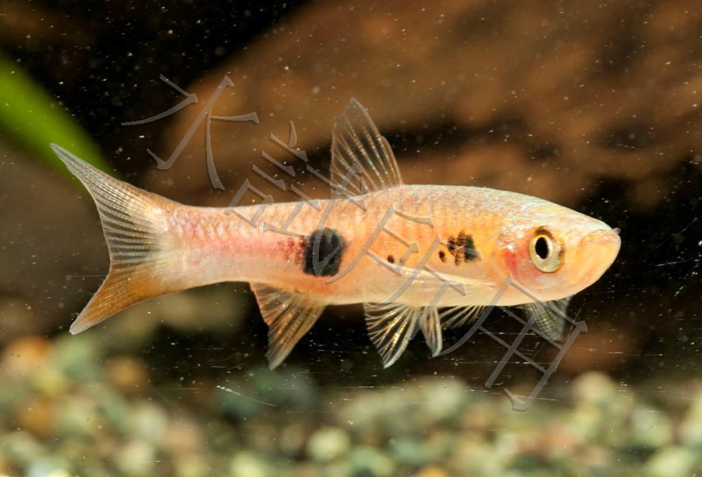 Rasbora kalochroma    