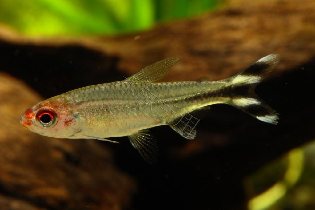 Petitella georgiae 