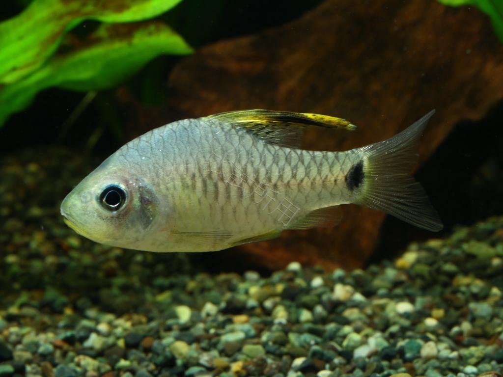 Oreichthys crenuchoides    