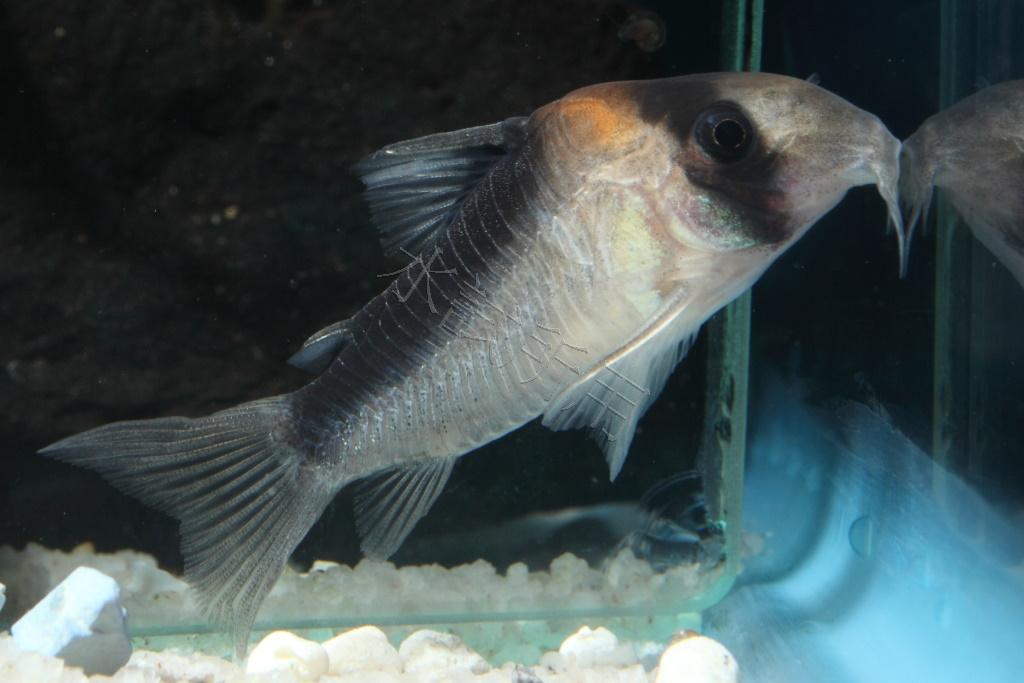 Corydoras duplicareus 