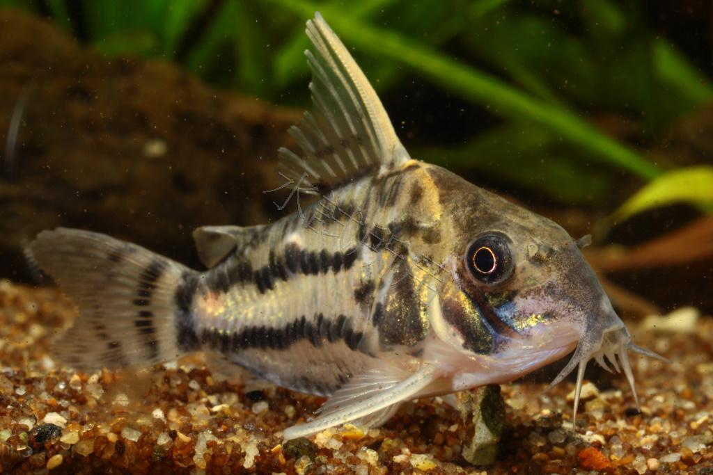 Corydoras schwartzi    