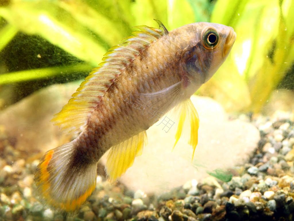 Apistogramma panduro