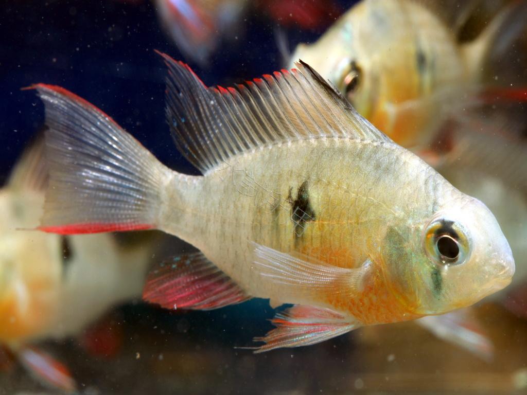 Mikrogeophagus altispinosus 