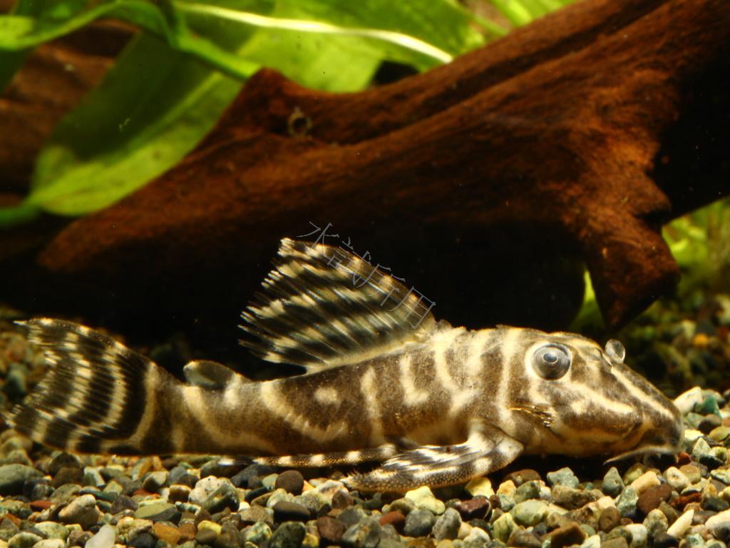 Hypancistrus sp