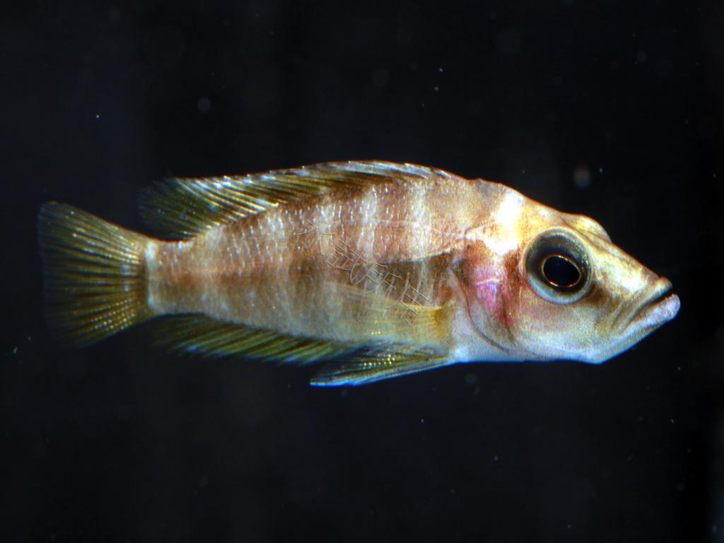 Altolamprologus compressiceps Gold