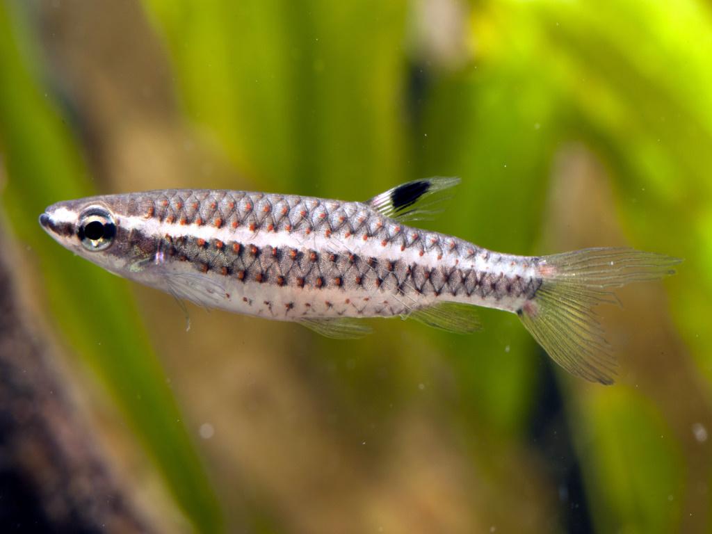 Copella nattereri ''Negro- Red Spot''