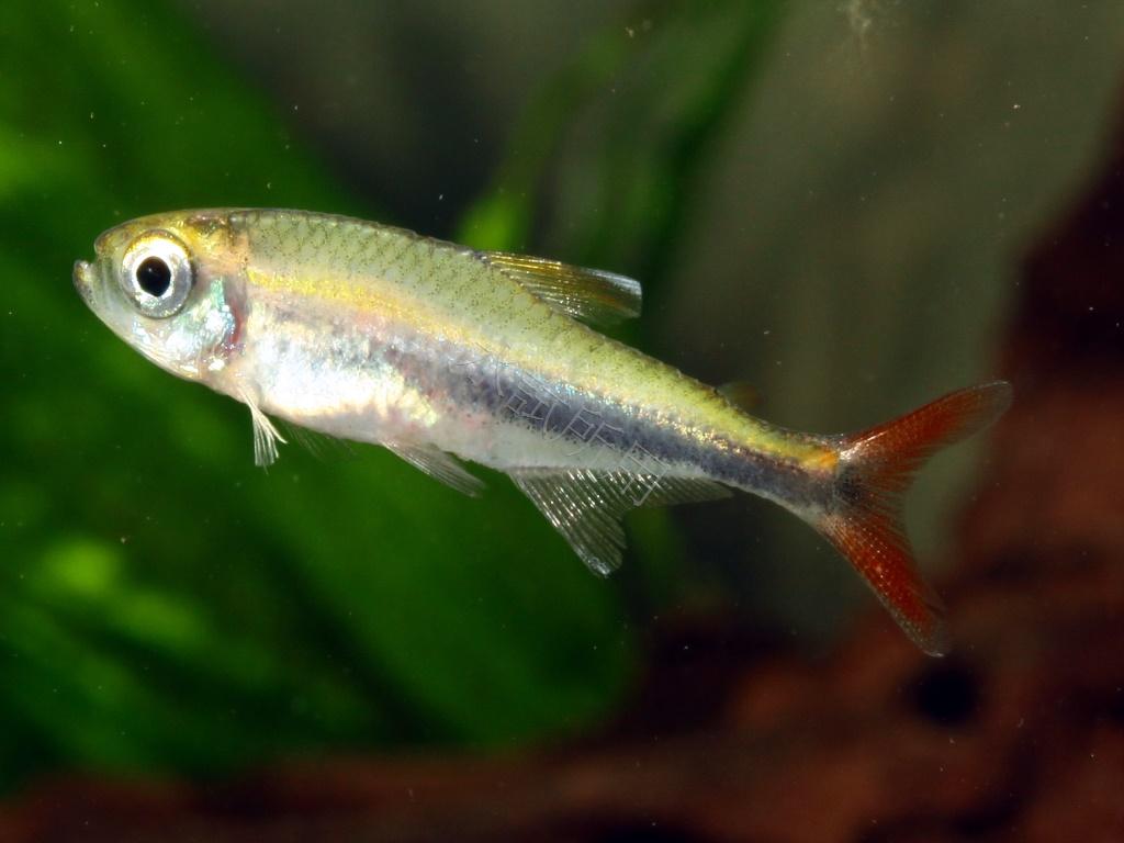 Hyphessobrycon metae