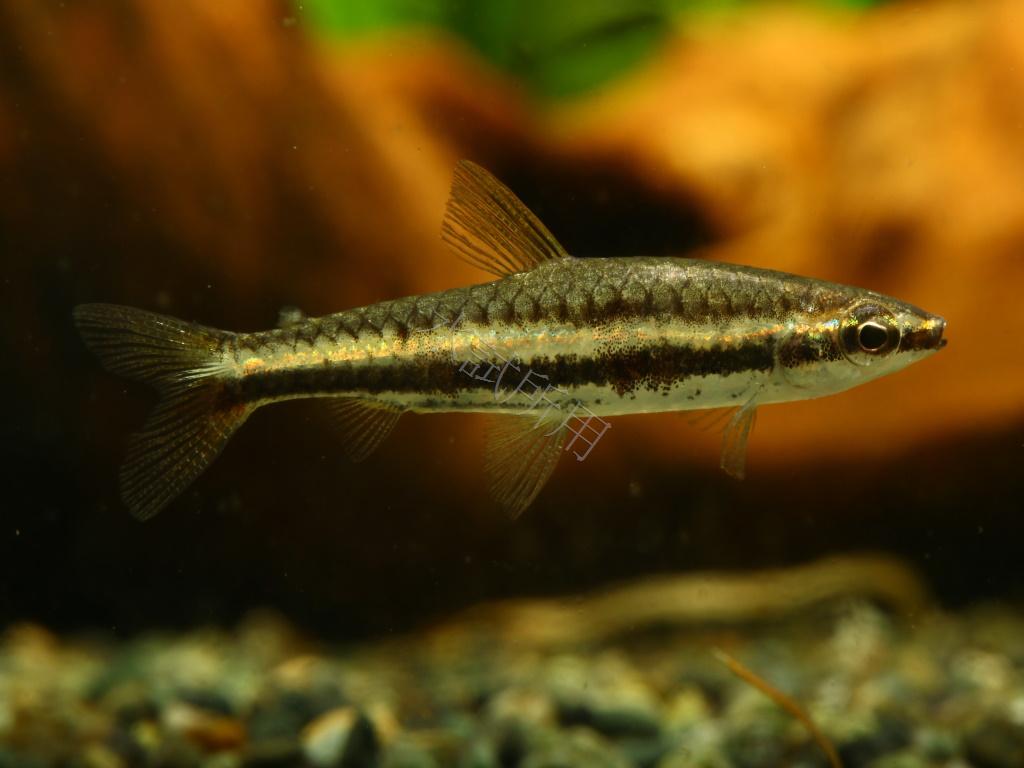 Nannostomus marilynae 