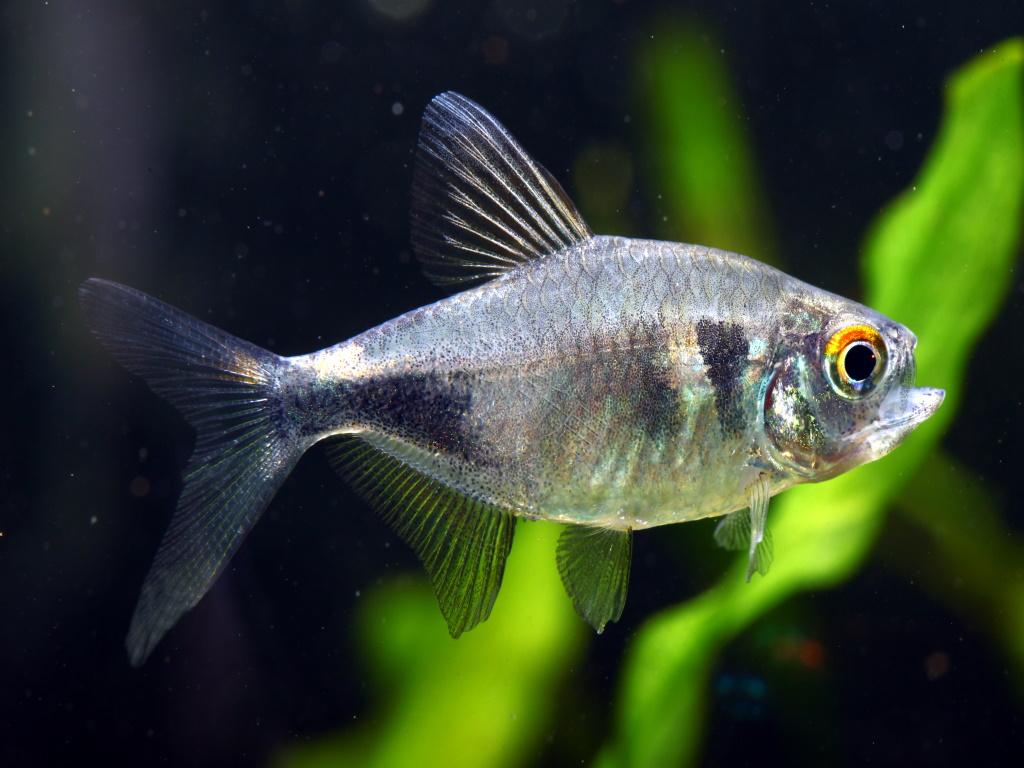 Hemigramus pulcher ''Pretty Tetra''