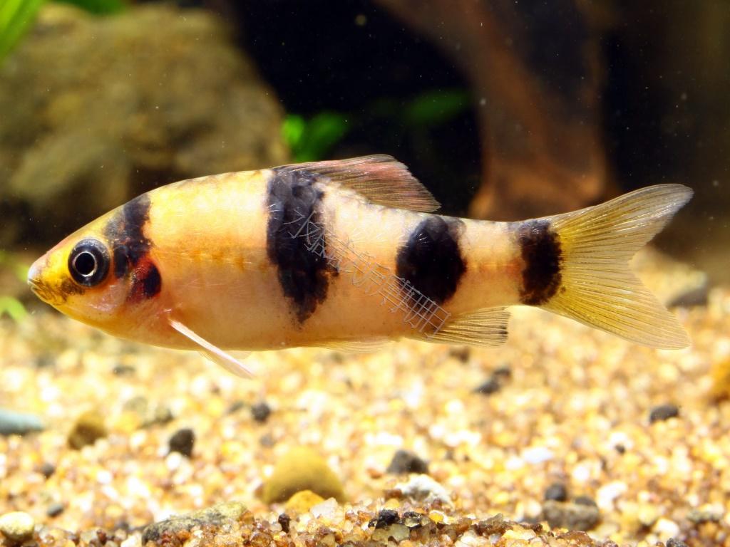 Puntius fasciatus