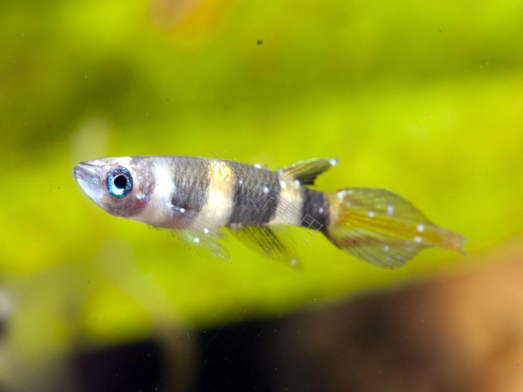 Epiplatys annulatus Clown killie