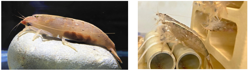 Figure 2. Commonly known as “Tennis shrimp”, Atyopsis spinipes is a popular species in the aquarium market. The female broody shrimp is about 6 cm in size  (left). Its most distinct feature is that th