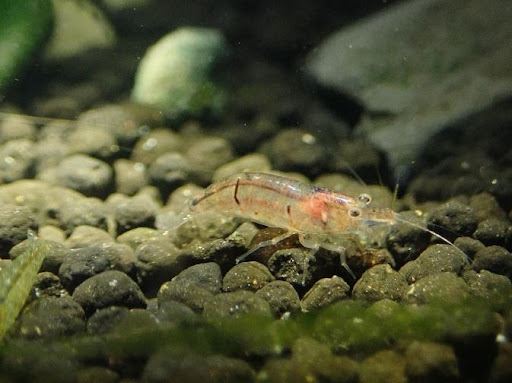 Figure 3. There are two black horizontal stripes and diagonal black spots on the side of the Caridina prashadi. Its special appearance is loved by aquarium players.