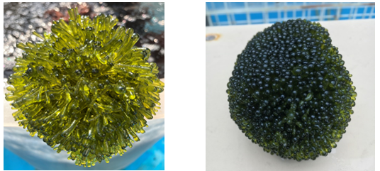 Figure 1. The appearances of Valonia aegagropila cultivated in different ways are also different. The picture on the left is cultivated in the flowing water floating culture in an outdoor FRP tank, wh