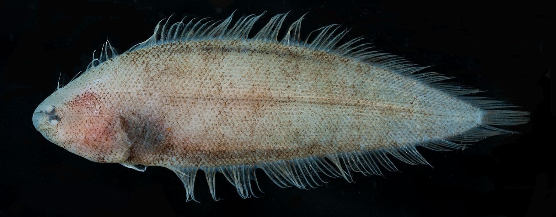 Figure 1. The fresh coloration of S. hongae(Taiwan), holotype