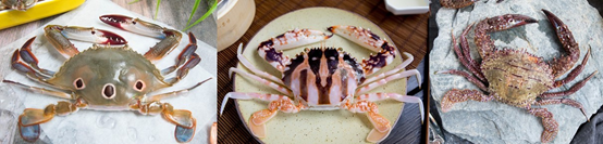 Figure 1   The main species of Wanli crabs (from left to right): Red-spotted swimming crab, crucifix crab, ridged swimming crab.