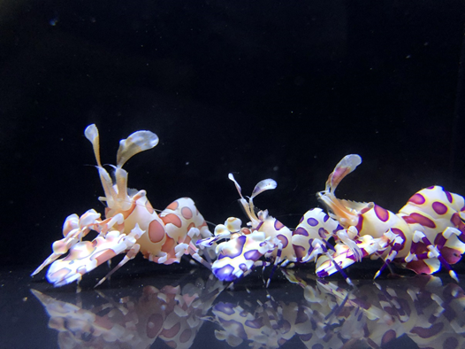 Figure 1. Colorful harlequin shrimps are the most eye-catching creatures in the aquarium tank.