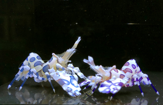 Figure 2. “Butterfly blue” harlequin shrimps with new clothes in cobalt blue (left) and indigo (right)