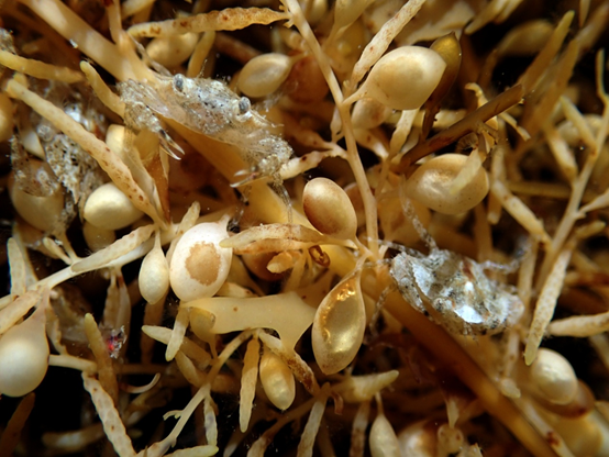  Multi-layered sargassum forests provide shelter for sand crab seedlings and can offer a living culture with high density.  