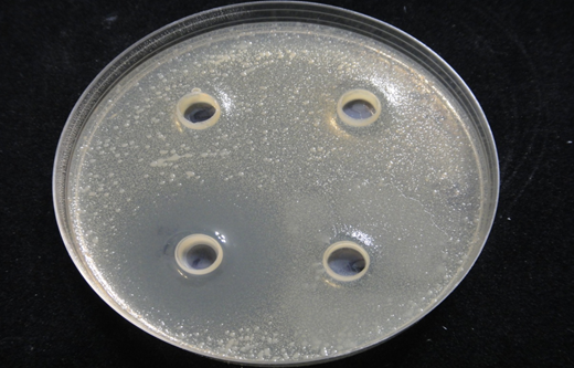 Figure. Inhibition of the pathogen Vibrio harveyi by Bacillus pumilus D5.