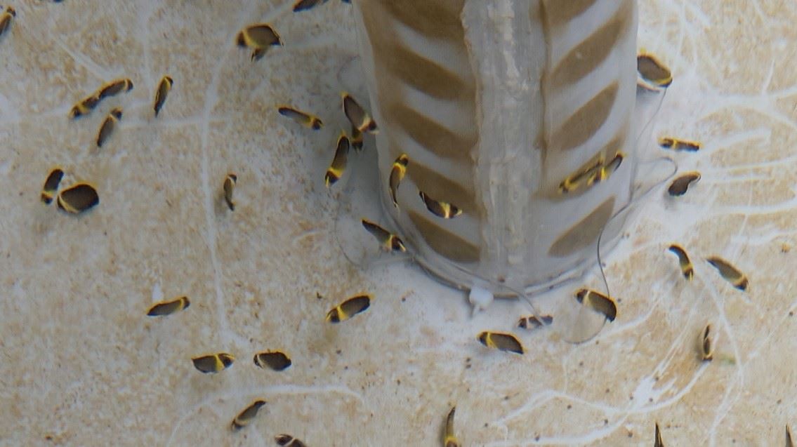 Figure 2. A 50-day-old juvenile Chaetodontoplus septentrinalis can eat the algae attached on the tank wall