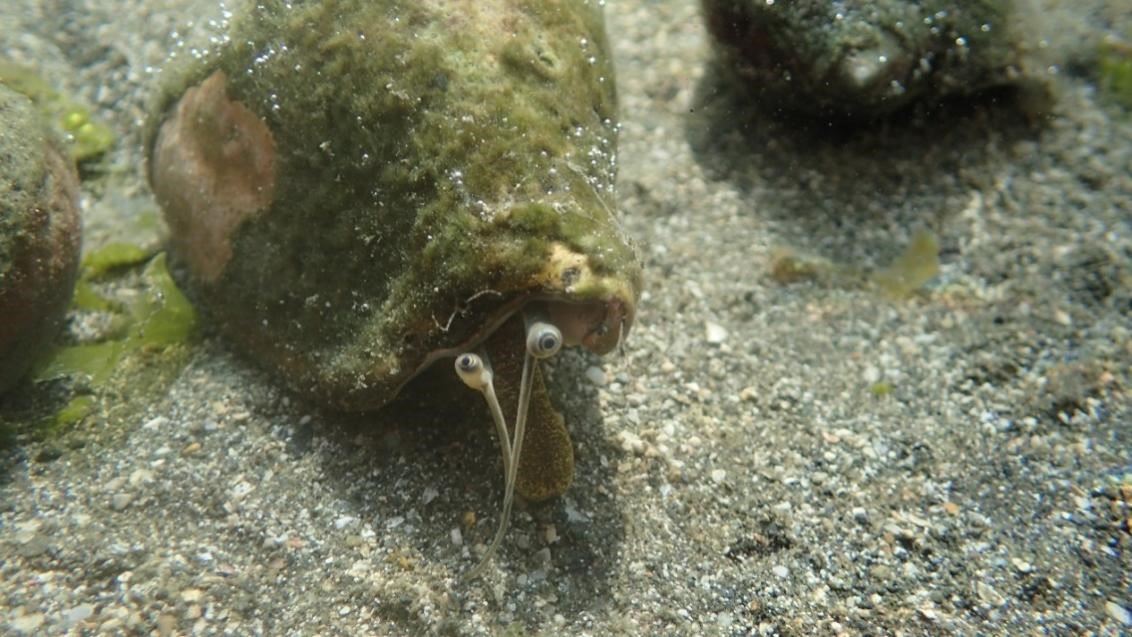 Laevistrombus canarium released in the waters of Tanbian Village and Xujia Village are detritus feeders in the ecological system and play an important role in energy and material cyclin