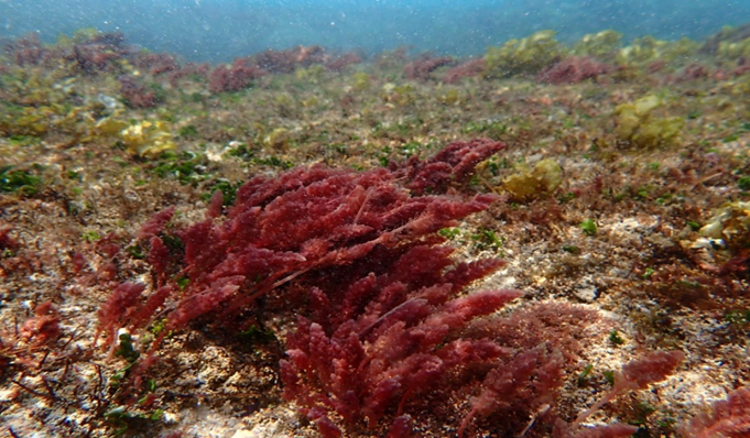 Wild Asparagopsis sp population in the sea area around Taiwan