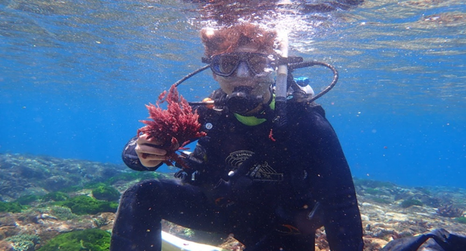 A researcher of the Fisheries Research Institute collecting wild Asparagopsis sp for cultivation and domestication