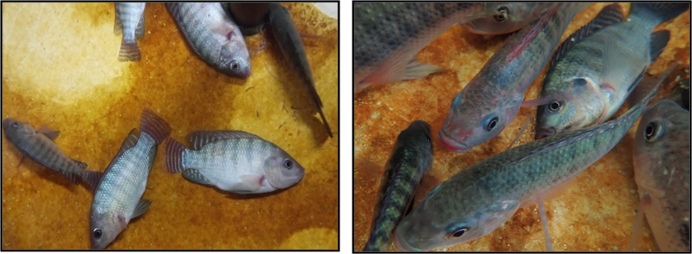 Figure. Feeding Tilapia with Cold Resistant Formula Feed Improved Low Temperature Tolerance of Tilapia. The Control Group on the Left and the Experimental Group on the Right.