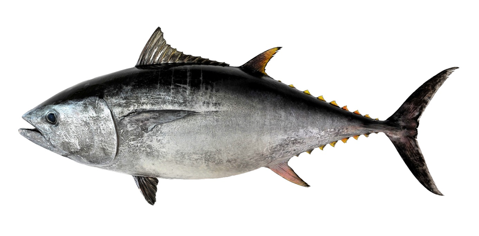 Figure 1. Thunnus orientalis