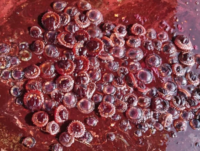 Photo 2. Stomach Contents of Mola Mola Species – Jellyfish