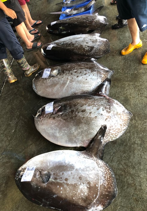 Photo 3. Mola ramsayi (Ocean Sunfish) captured in the eastern waters of Taiwan