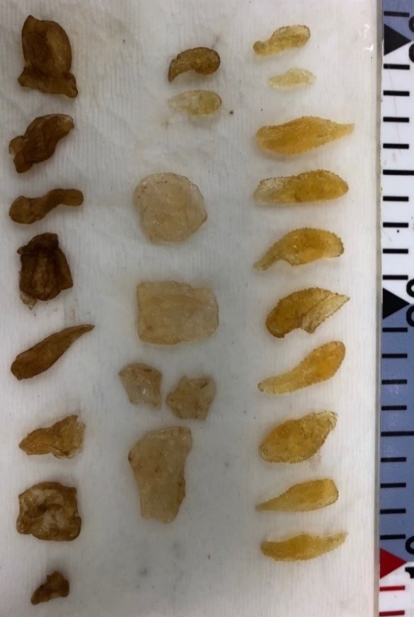 Photo 4. Stomach contents of Mola ramsayi – Salps and Scyphozoans