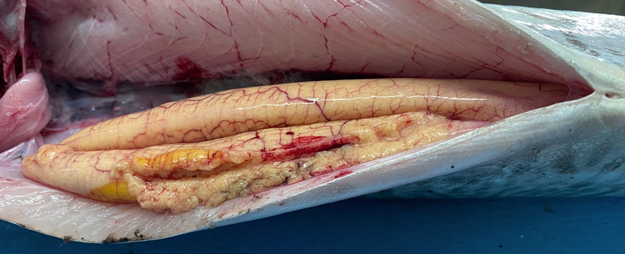 Photo 2. Female Japanese Spanish mackerel cultured in land-based aquaculture ponds reached sexual maturity after approximately 300 days of rearing (body length: 62 cm; body weight: 2,200 g).