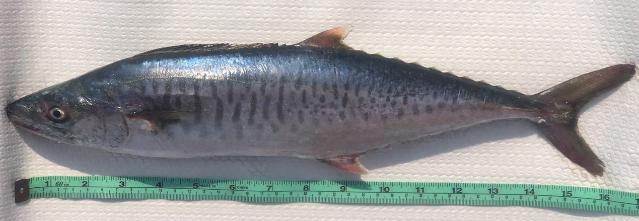 Photo 1. The first adult Spanish mackerel successfully reared under artificial culture conditions
