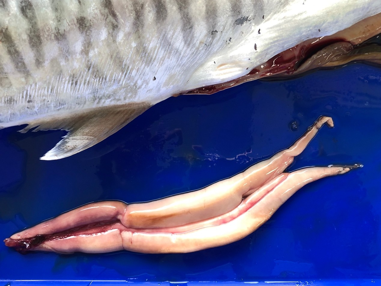 Photo 3. Male narrow-barred Spanish mackerel cultured in land-based aquaculture ponds reached sexual maturity after approximately 112 days of rearing (body length: 49 cm; body weight: 800 g)