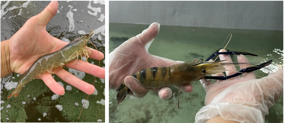 Figure 2. The “Shrimp Germplasm Area” on the first floor of the germplasm bank, where key farmed shrimp species in Taiwan are maintained. (Left) White shrimp; (Right) Giant freshwater prawn.