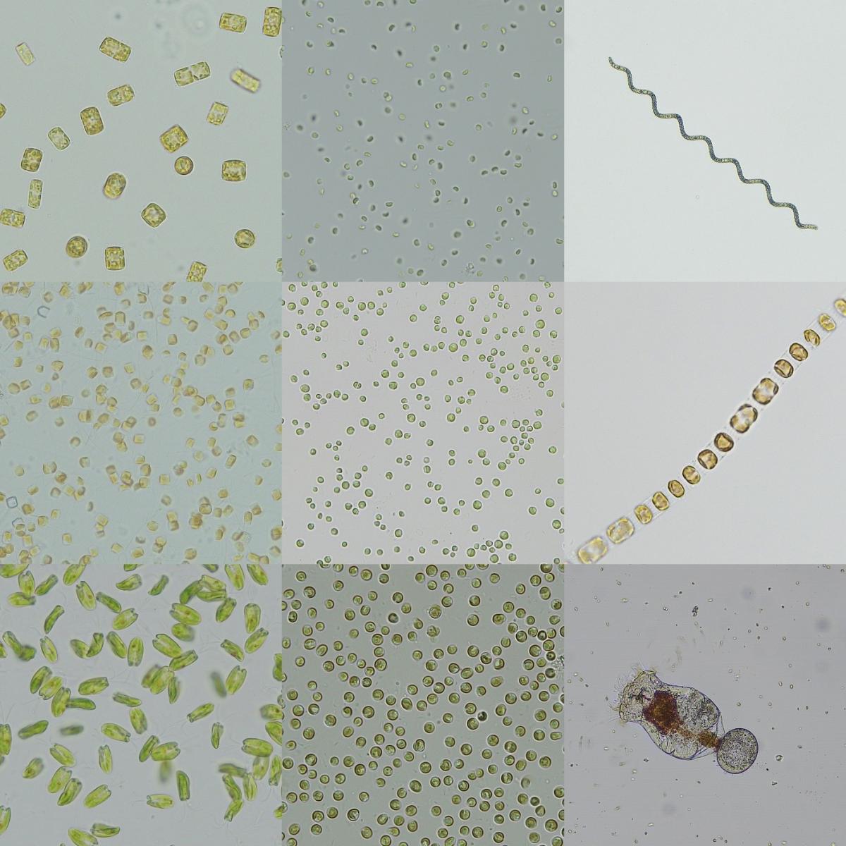 Figure 3. Feed organisms used during early shrimp development, providing stable and controlled nutritional input.
